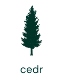Nuty cedru